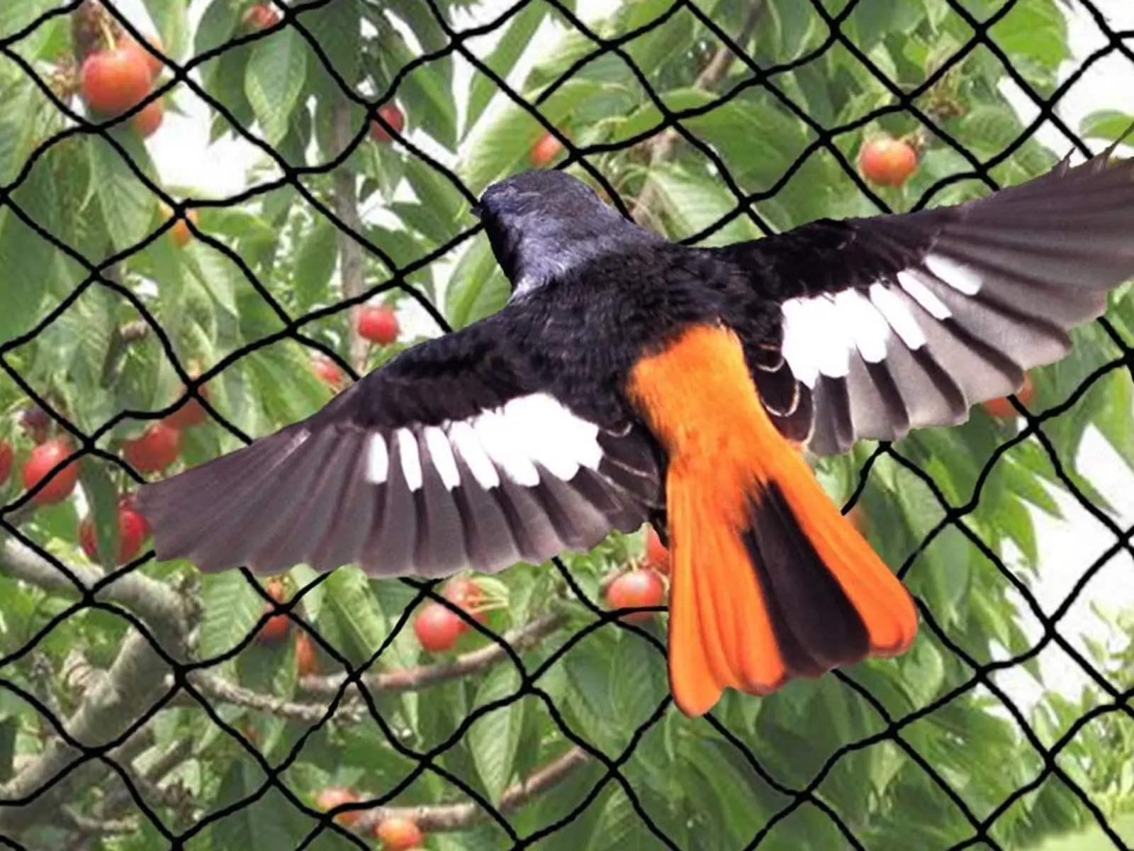 Birds Protection Nets